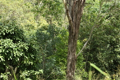 Eucalyptus moluccana