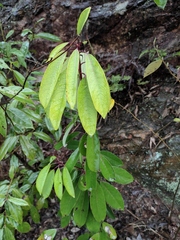 Daphniphyllum macropodum