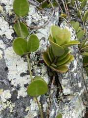 Hoya australis australis