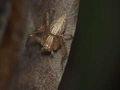 Oxyopes
