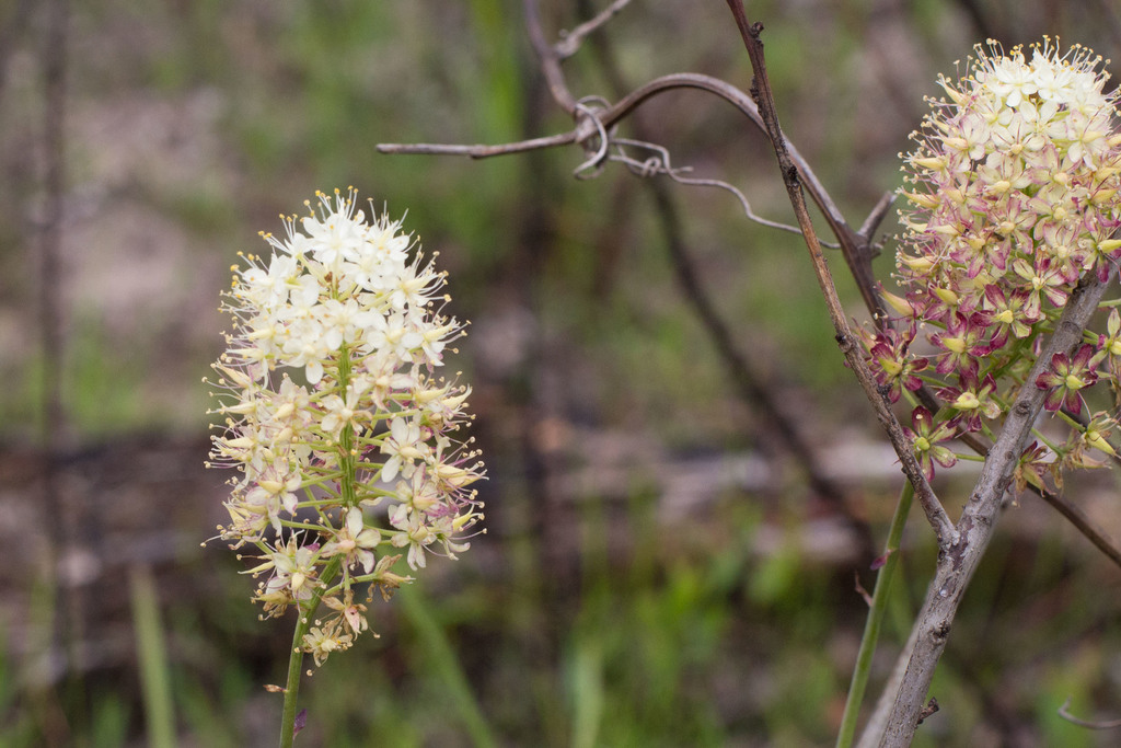 Tall Osceola's Plume
