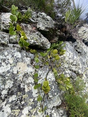 Hoya australis australis