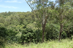 Eucalyptus moluccana