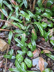 Smilax glabra