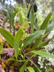 Dendrobium monophyllum