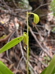 Dendrobium monophyllum