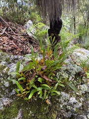 Dendrobium monophyllum