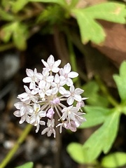 Trachymene procumbens