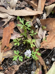 Trachymene procumbens