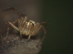 Oxyopes