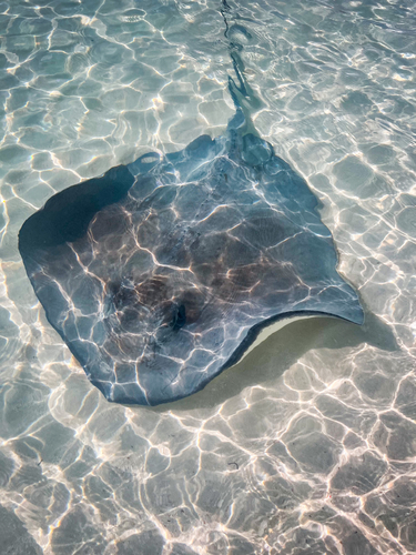 Southern Stingray, photo 10 of 10