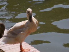 Anas platyrhynchos domesticus