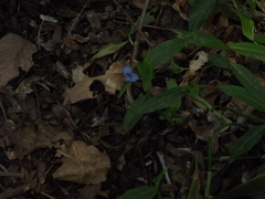 Commelina diffusa