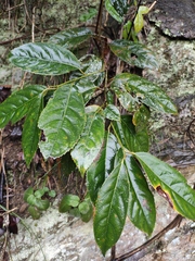 Itea chinensis