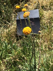 Craspedia aurantia jamesii