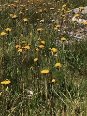 Craspedia aurantia jamesii