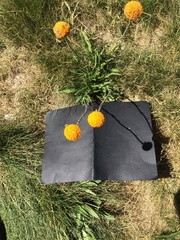 Craspedia aurantia jamesii