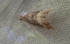 Glaucocharis chrysochyta