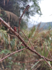 Pterolobium punctatum