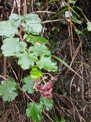 Rubus alceifolius