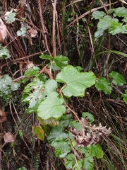 Rubus alceifolius