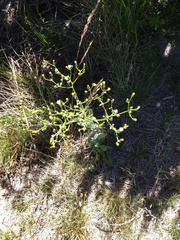 Senecio gunnii