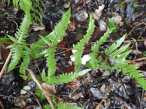 Thelypteris aurita iNat (1)