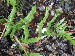 Pseudophegopteris aurita