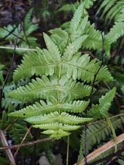 Pseudophegopteris aurita