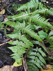 Pseudophegopteris aurita
