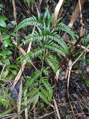 Dryopteris pacifica