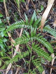 Dryopteris pacifica