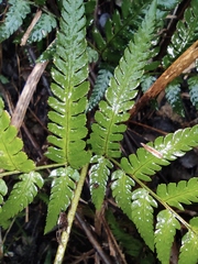 Dryopteris pacifica