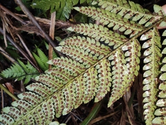 Dryopteris pacifica