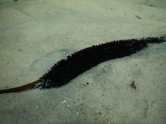 Holothuria isuga