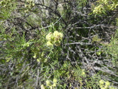 Ambrosia artemisioides