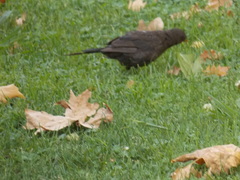 Turdus merula