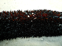 Holothuria isuga