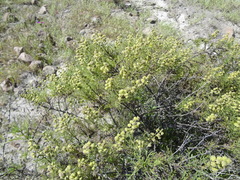 Ambrosia artemisioides