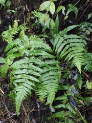 Pseudophegopteris aurita