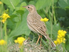 Anthus rufulus