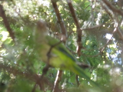 Myiopsitta monachus