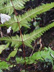 Pseudophegopteris aurita