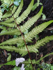 Pseudophegopteris aurita