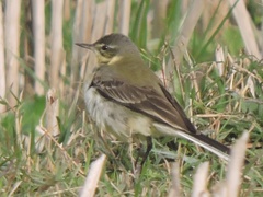 Motacilla tschutschensis