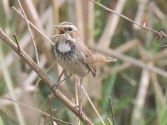 Luscinia svecica