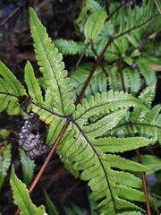 Pseudophegopteris aurita
