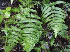Pseudophegopteris aurita