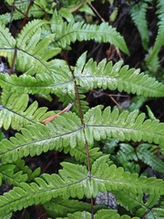Pseudophegopteris aurita