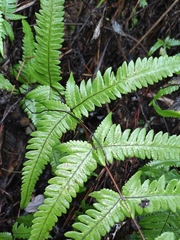 Pseudophegopteris aurita
